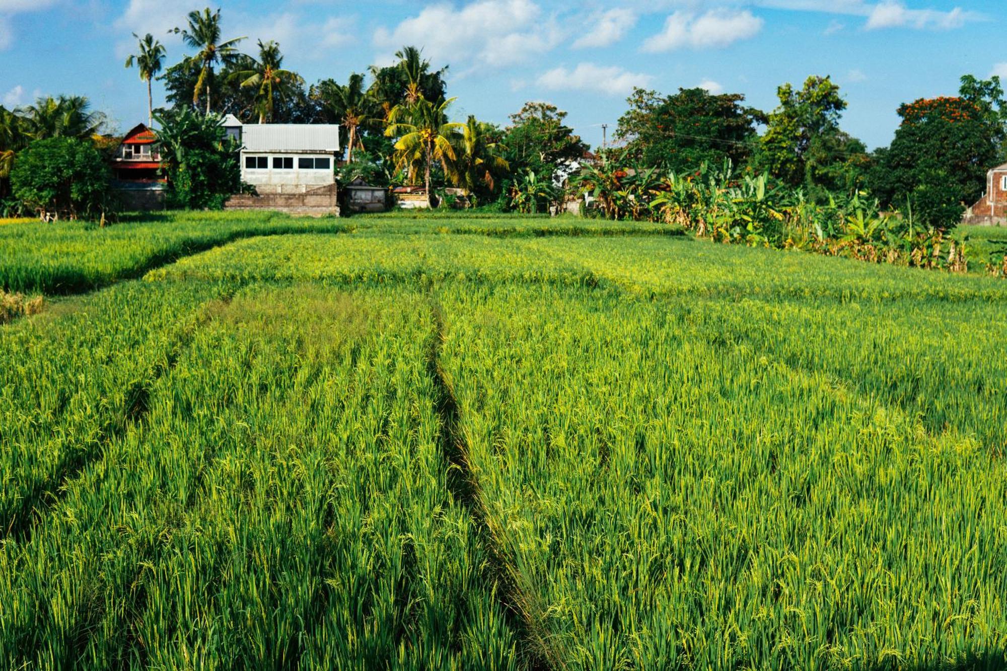 Tut Winten Villa Ubud Exteriér fotografie